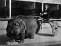 hippo-cart