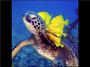 Paintbox037