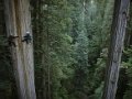 climbing-redwoods