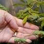Baby chameleons.