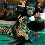 Two year-old Chimpanzee feeding milk to "Aorn" a small tiger 60 days old.
