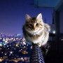 The cat without fear.