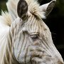Zoe, the White Zebra, has blue eyes and golden stripes.