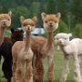 Llamas after fleecing.