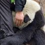 Panda scared after the earthquake in Japan embraced the leg of a policeman.