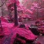 The famous'' Rosa Moss Bridges", Ireland.