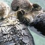 Sea otters hold hands while they sleep to awaken together in case the current should separate them.
