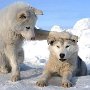 Sensitivity among animals.