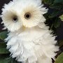 White owl.